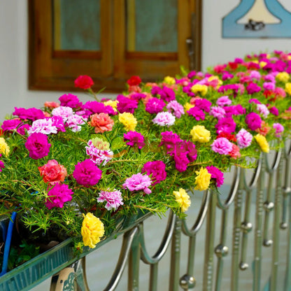 Portulaca Double Mix Seeds