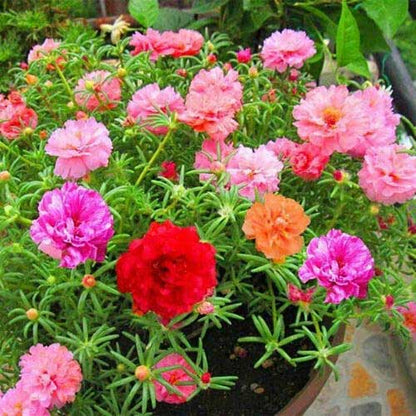 Portulaca Double Mix Seeds