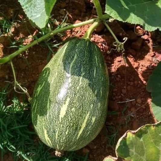 Pumpkin / Kauddu /कद्दू / कोहरा Desi(open pollinate) seeds