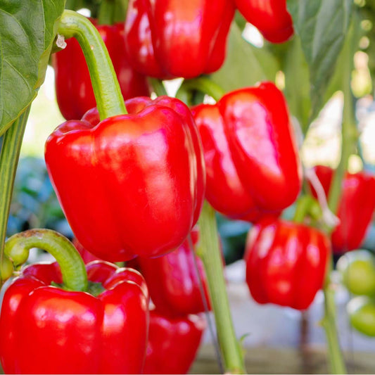 Red Capsicum/ Shimla Mirch Seeds