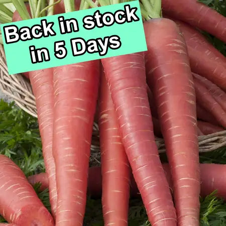 Carrot Red Long F1 Hybrid Quality Seeds(Gardening Centre)