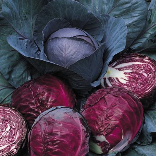 Red Cabbage Best Quality Hybrid Seeds