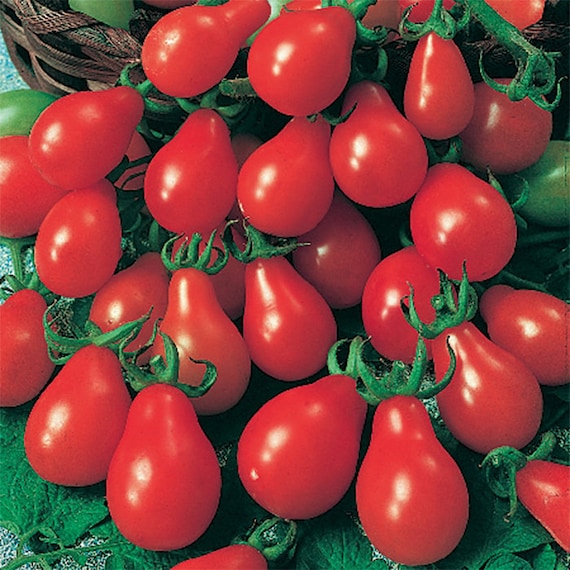 Tomato Red Pear Seeds (Pear/Balloon Cherry Tom)