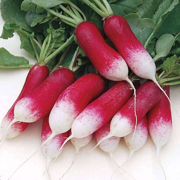 Radish/मूली Half Red Half White Seeds