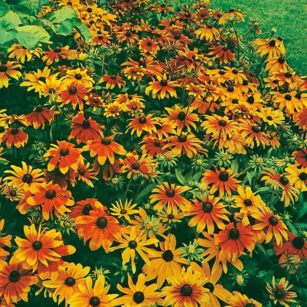 Rudbeckia Rustic Dwarf Mix Seeds