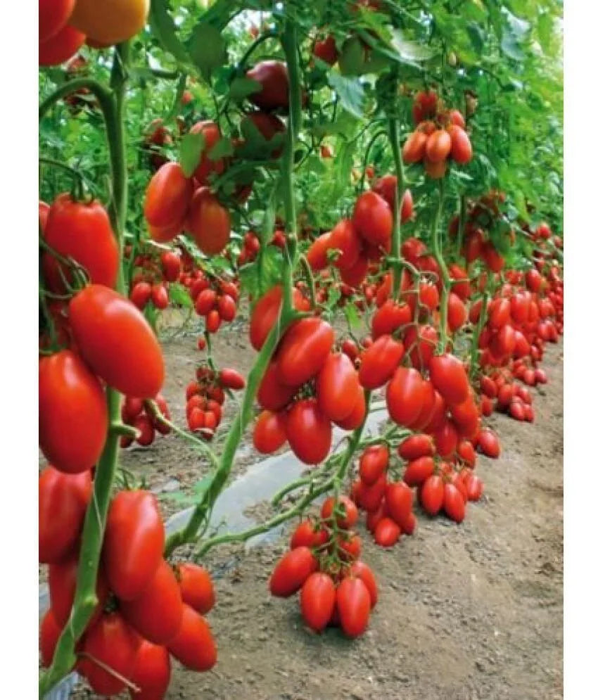 Tomato San Marzano/ Plum Tomato Seeds (Italian Tomato)