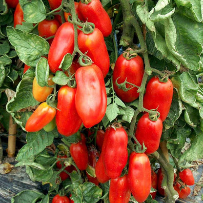 Tomato San Marzano/ Plum Tomato Seeds (Italian Tomato)