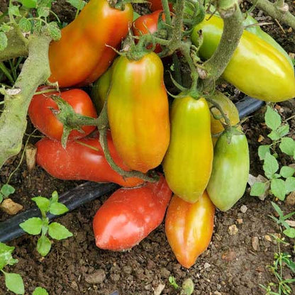 Tomato San Marzano/ Plum Tomato Seeds (Italian Tomato)