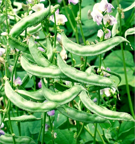 Sem fali/सेम फली / Dolichos Hybrid Seeds (Purple Flower/बैंगनी फूल)