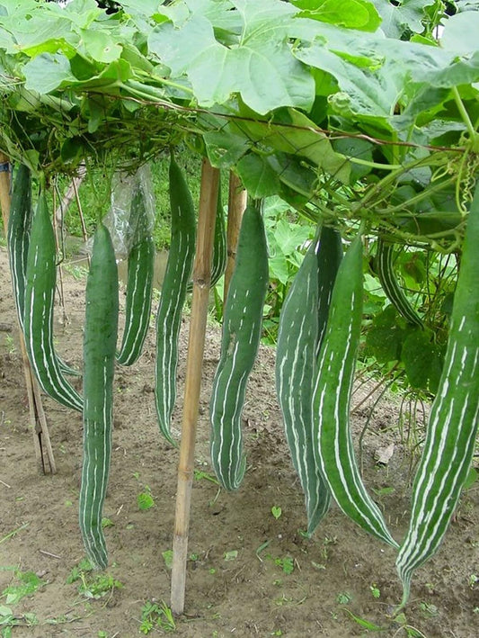 Snakegourd Seeds Chachinda