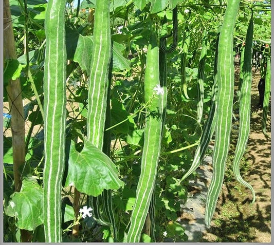 Snake Gourd(Chichinda) 5 to 7 feet Long Seeds