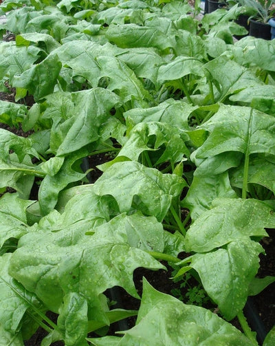 Japanese Spinach Seeds(जपानीज़ पालक के बीज )