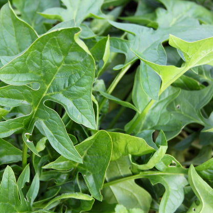 Japanese Spinach Seeds(जपानीज़ पालक के बीज )