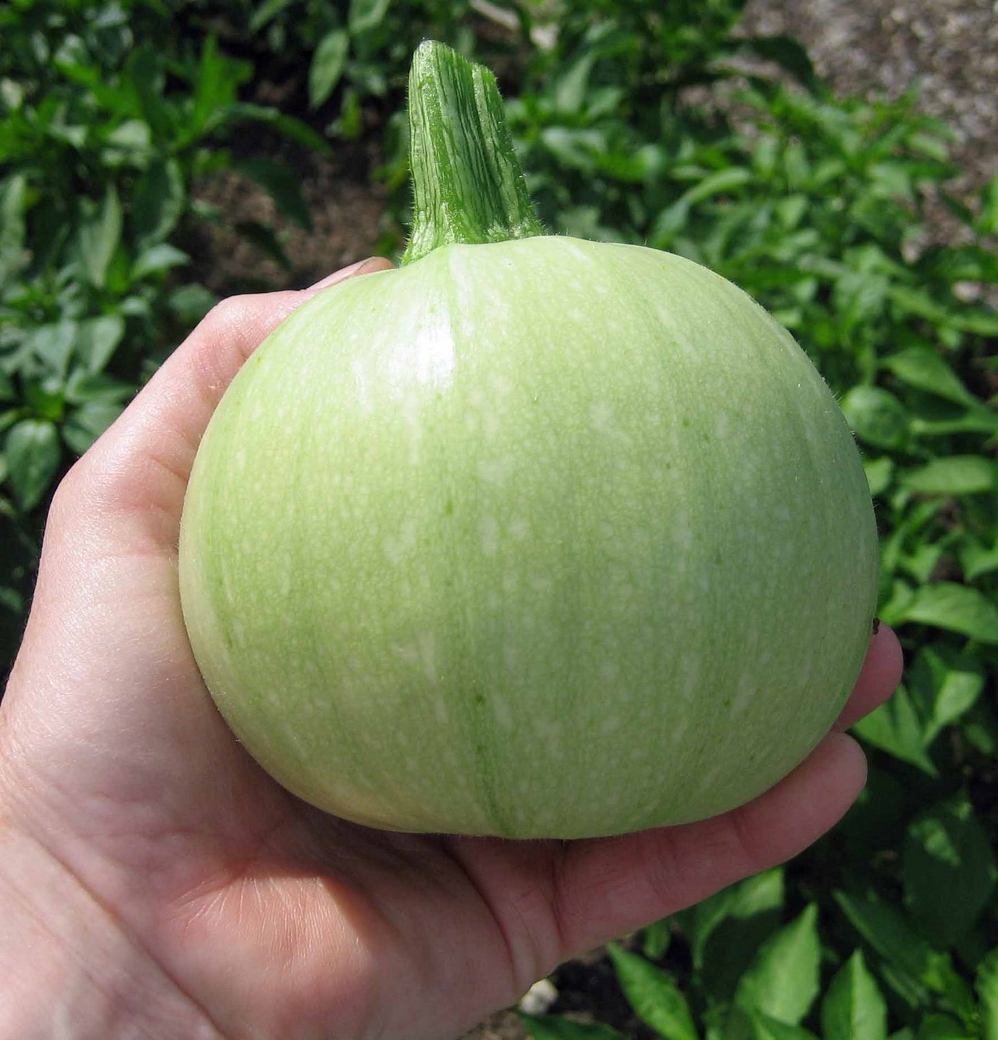 Summer Squash Round Light Green OP Zucchini Seeds (Chappan Kaddu)