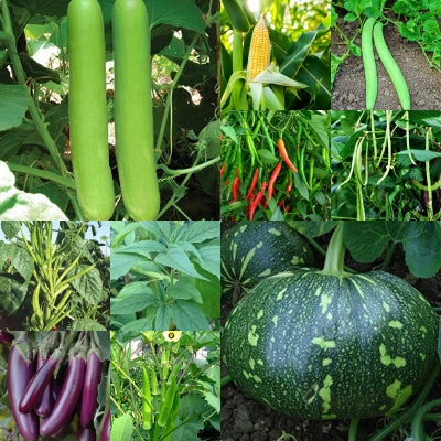 Summer Special Pack of 10 Vegetable Seeds