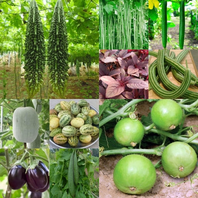 Summer Special Pack of 10 Vegetable Seeds (set 2)