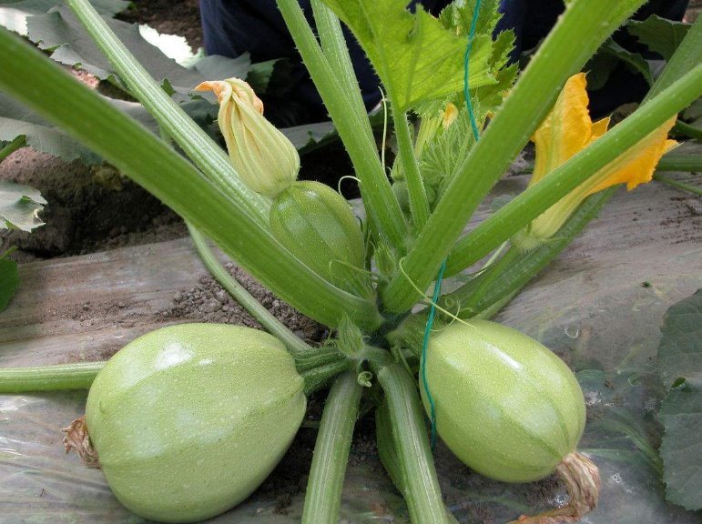 Summer Squash Round Light Green F1 Hybrid Zucchini Seeds (Chappan Kaddu)