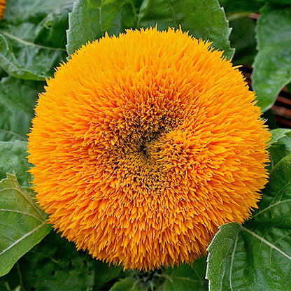 Sunflower Imported Teddy Bear Ornamental