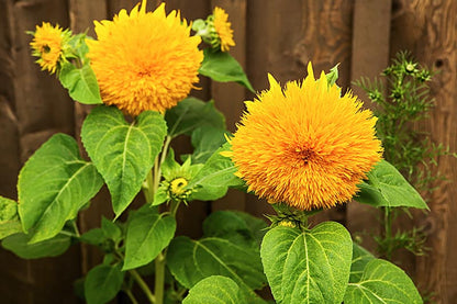 Sunflower Imported Teddy Bear Ornamental