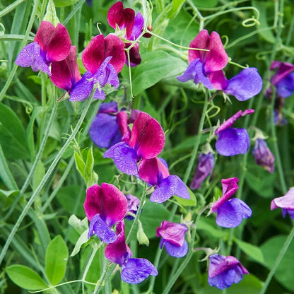 Sweet Pea Bonanza Mixed Color - Flower Seeds