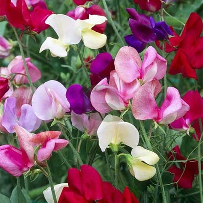 Sweet Pea Bonanza Mixed Color - Flower Seeds