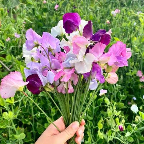 Sweet Pea Bonanza Mixed Color - Flower Seeds