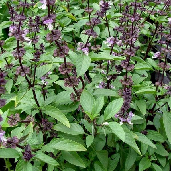 Thai Basil Green Seeds