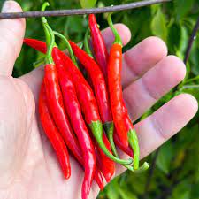 Thai Red Hot Pepper Chili Seeds(थाई लाल तीखी मिर्च के बीज )/ Upward side