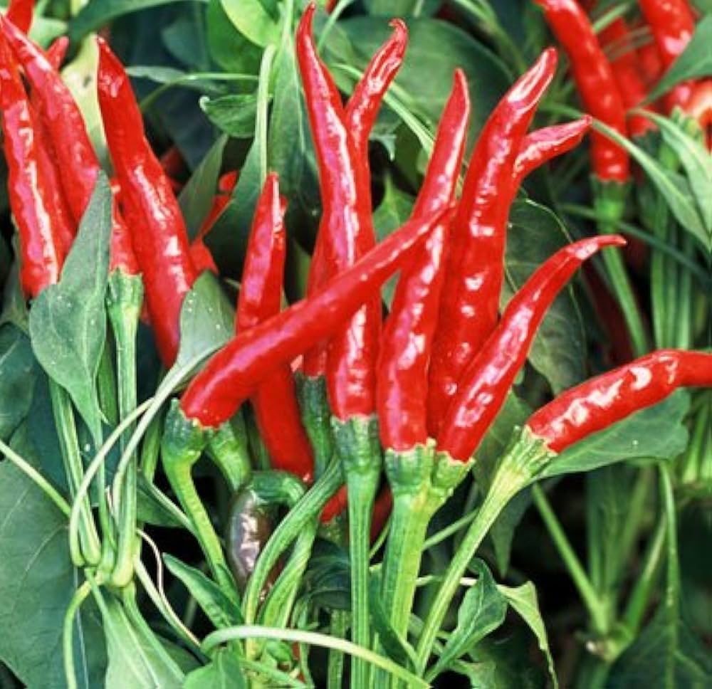 Thai Red Hot Pepper Chili Seeds(थाई लाल तीखी मिर्च के बीज )/ Upward side