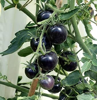 Tomato Black F1 Determinate Seeds