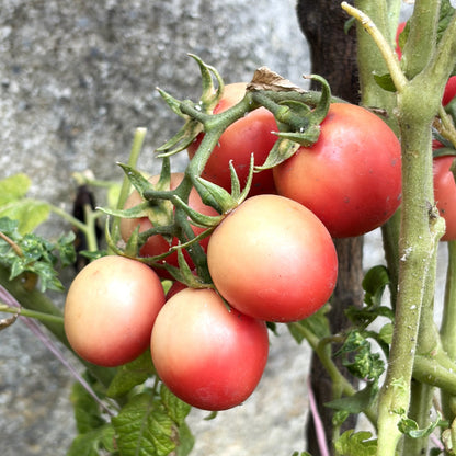 Thai Pink Egg Tomato Seeds (Imported Seeds)