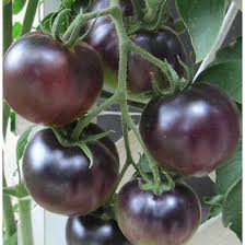 TOMATO BLACK HYBRID SEEDS