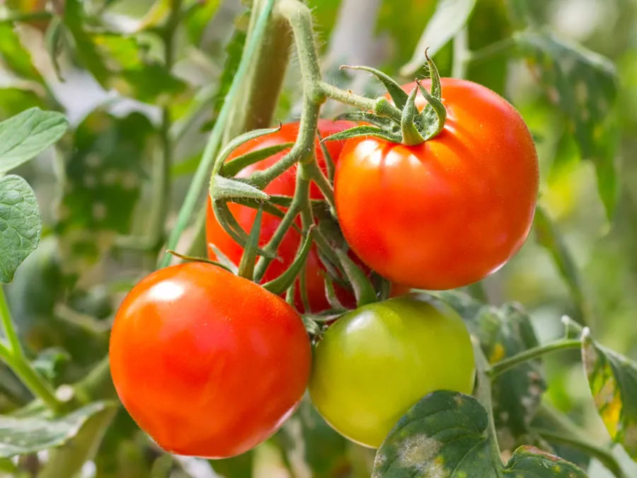 Tomato Open Pollinated seeds