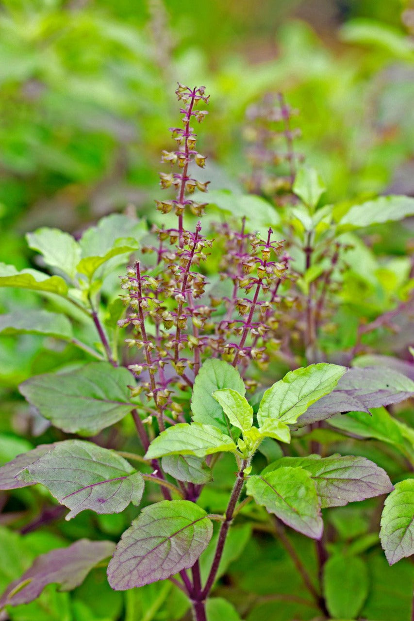 Shyama/Krishna Tulsi Seeds तुलसी के बीज (Holy Basil Seed)