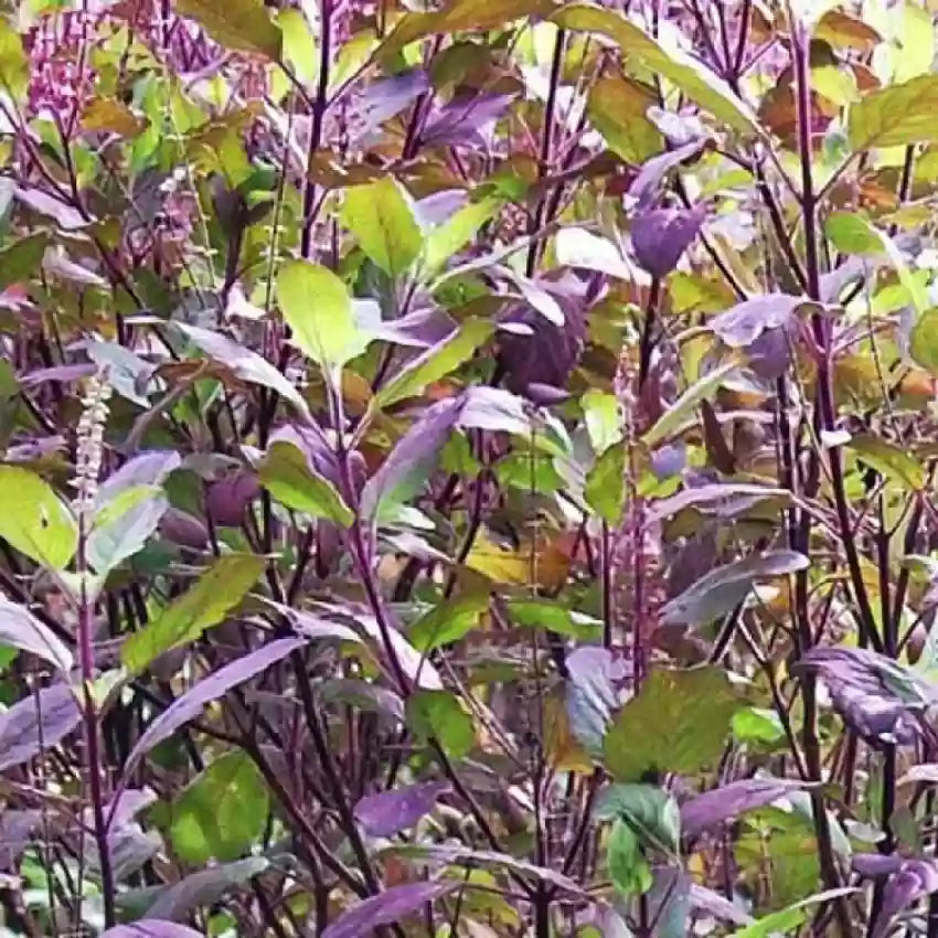 Shyama/Krishna Tulsi Seeds तुलसी के बीज (Holy Basil Seed)