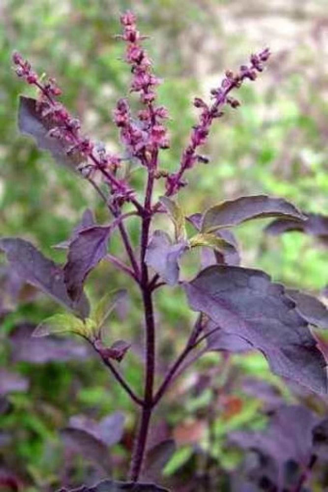 Shyama/Krishna Tulsi Seeds तुलसी के बीज (Holy Basil Seed)