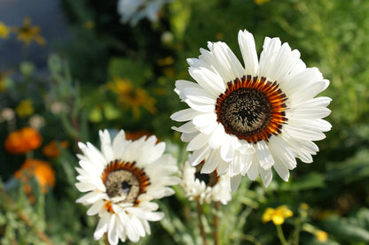 Venedium Fastuosum - Orange & White Mix seeds