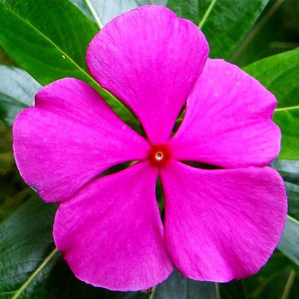 Vinca Pink Seeds