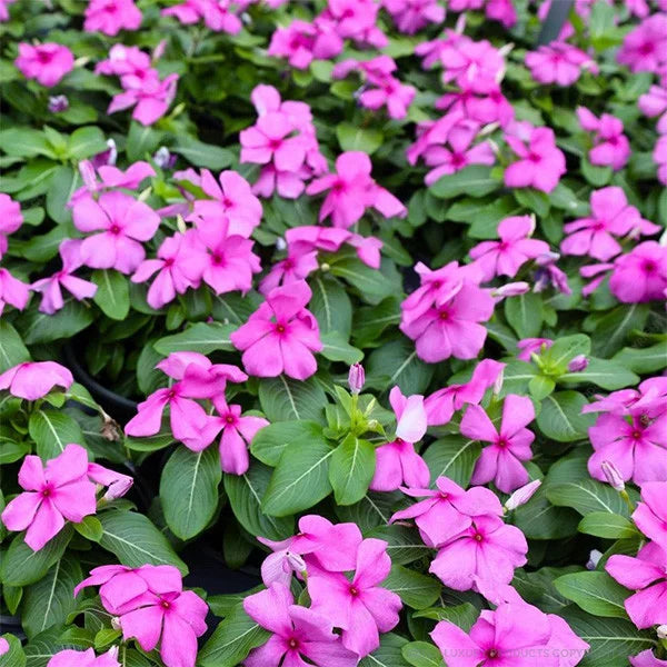 Vinca Pink Seeds