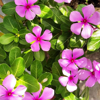 Vinca Pink Seeds