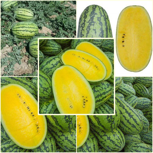 Watermelon Yellow Thai Seeds(पीला तरबूज)