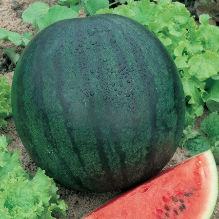 Watermelon Seeds(तरबूज ) F1 Hybrid Seeds Round