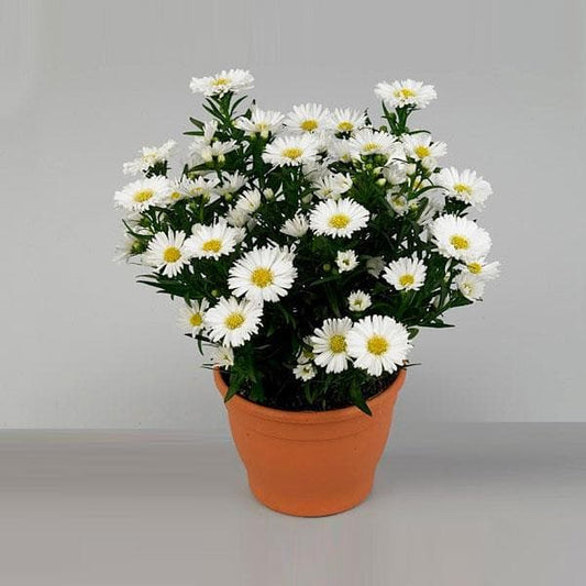 Aster Seeds( White)