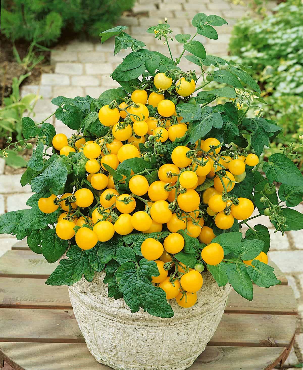 Yellow round Cherry Tomato Seeds (1 feet plant)