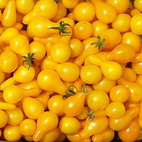Tomato Yellow Pear Exotic Seeds(Balloon/Pear Shape Cherry Tomato)