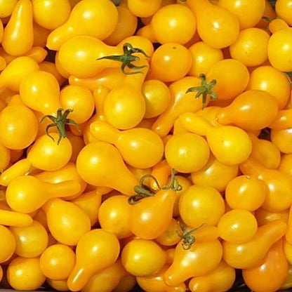 Tomato Yellow Pear Exotic Seeds(Balloon/Pear Shape Cherry Tomato)