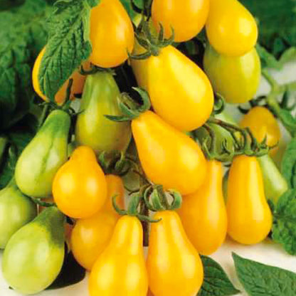 Tomato Yellow Pear Exotic Seeds(Balloon/Pear Shape Cherry Tomato)