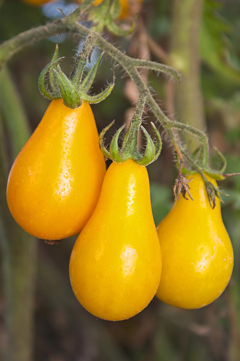 Tomato Yellow Pear Exotic Seeds(Balloon/Pear Shape Cherry Tomato)