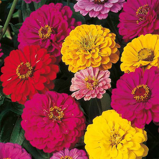 Zinnia Dahlia Flower Mix Seeds