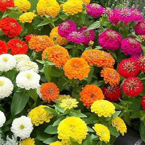 Zinnia Dahlia Flower Mix Seeds